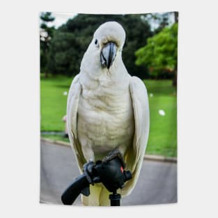 Sulphur-Crested Cockatoo Tapestry