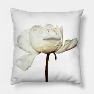 White Peony Pink Background Pillow