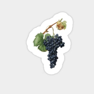 vintage grapes print Magnet