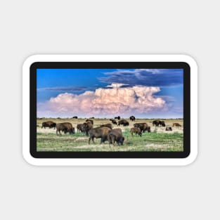 Colorado Bison Herd Magnet