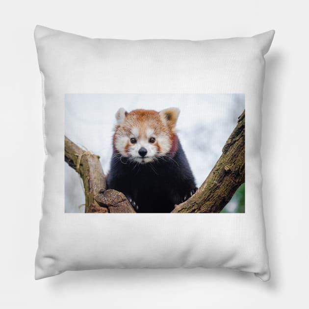 Red Panda Pillow by kawaii_shop