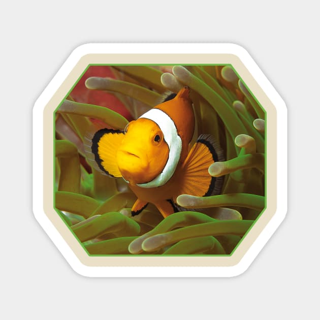 Anemone fish | I'm living here! | Magnet by Ute-Niemann