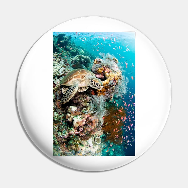 Green turtle (C002/8900) Pin by SciencePhoto