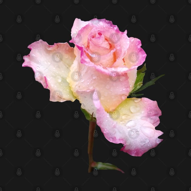 pink rose with the first raindrops of the day by rh_naturestyles