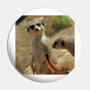 Meerkat at the Zoo Pin