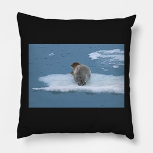 Arctic Seal Hitching a Lift Around Svalbard Pillow