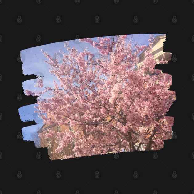 Photo flowers cherry blossom in DC dc statehood simple pink by BoogieCreates