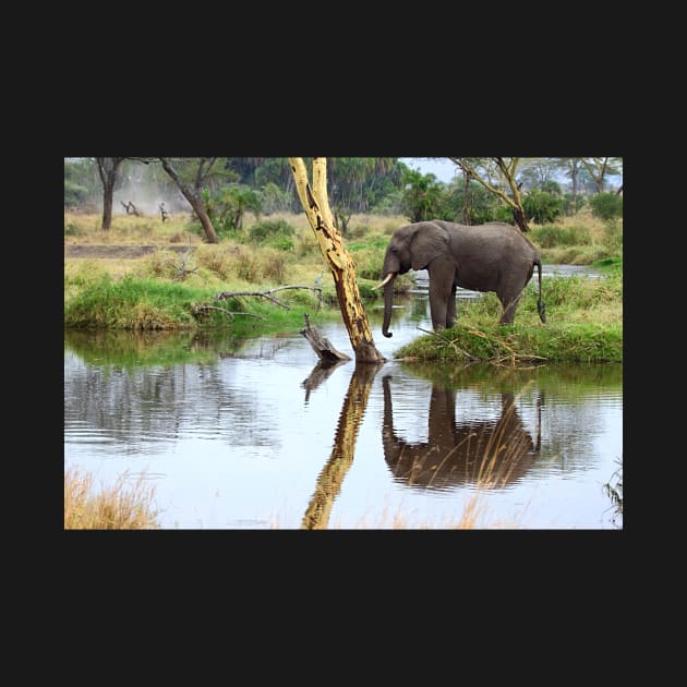 African Elephant, Serengeti National Park, Tanzania by Carole-Anne