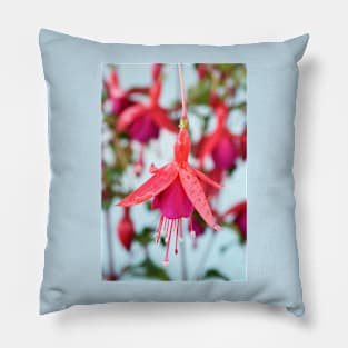 Fuchsia &#39;Pink Fizz&#39; Pillow