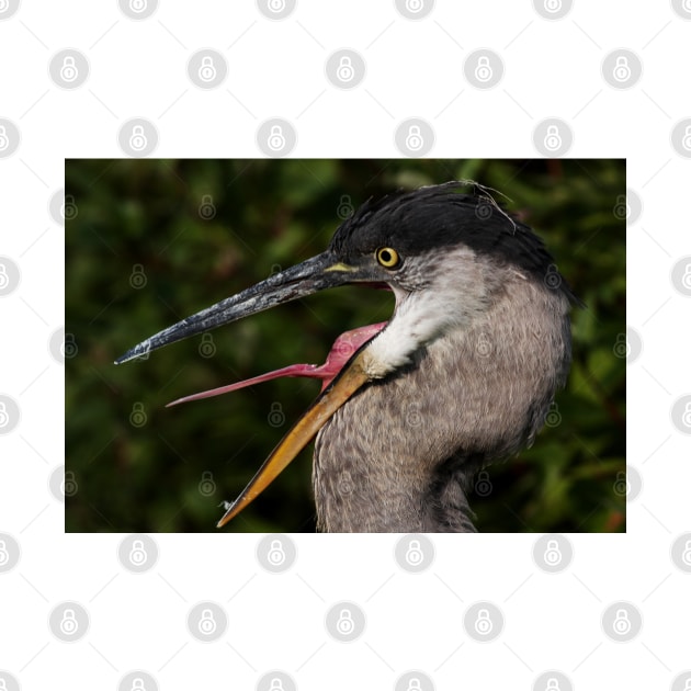 Smilin Blue Heron by Jim Cumming