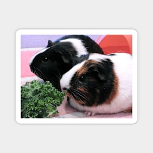 Guinea Pigs - Georgia & Twinkle Magnet