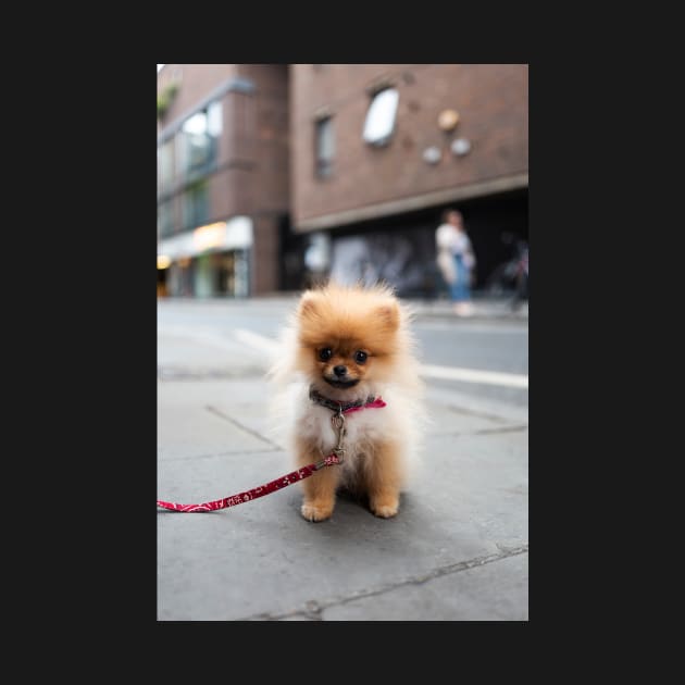 Cute Pomeranian Puppy by mooonthemoon