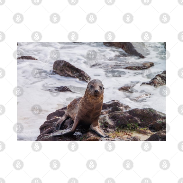 Sea Lion on the Shore by SafariByMarisa