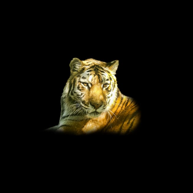 Tiger portrait by Guardi
