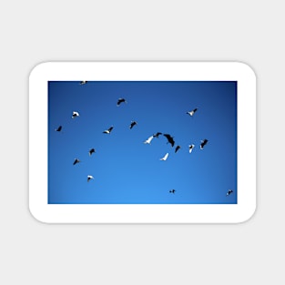 Free As The Birds Magnet