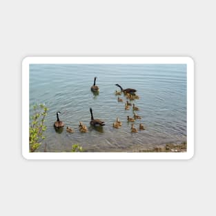Family Of Canada Geese Swimming In The Water Magnet