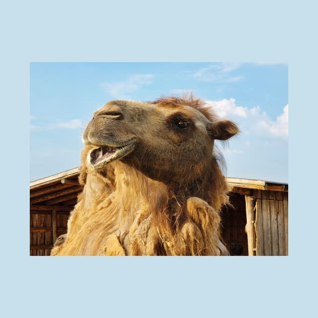 Portrait of Bactrian Camel by Kate-P-