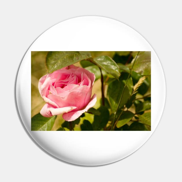 gli long stem rose Pin by pcfyi