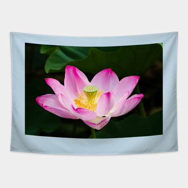 Lotus Tapestry by thadz