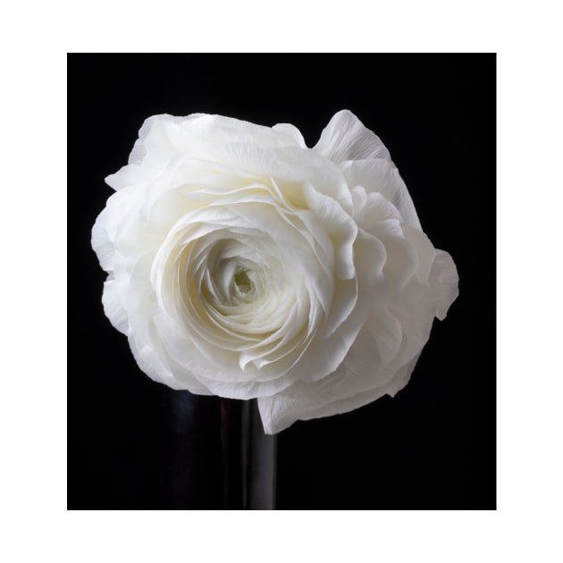 Beautiful White Ranunculus by photogarry