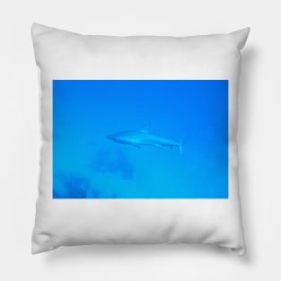 Caribbean Reef Shark Pillow