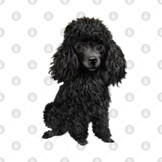 Black Ministure or Toy Poodle by Dogs Galore and More