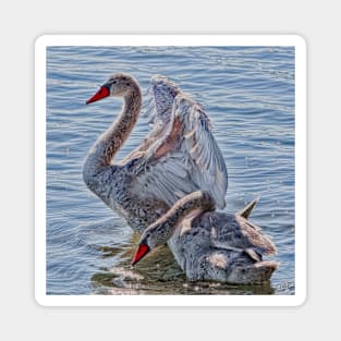 The Cygnets Magnet