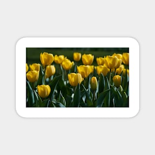 Various tulips in the park Magnet