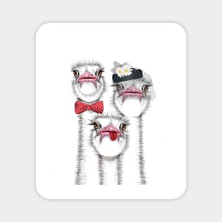 Ostrich Family Magnet