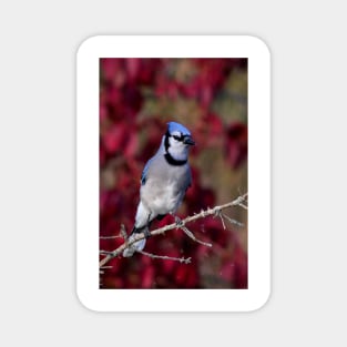 Blue Jay Magnet