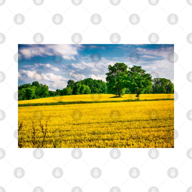 Two Trees In Wheat Field 5 by Robert Alsop