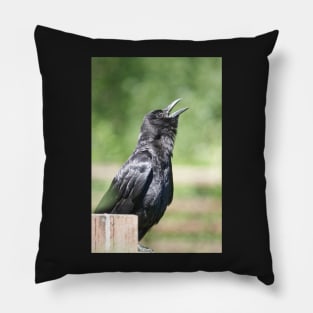 Crow sunbathing Pillow