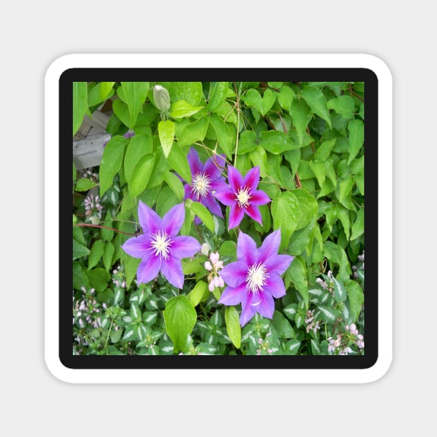 Clematis Magnet by Jujucreation