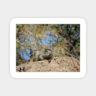 Rock squirrel (Otospermophilus variegatus) in Arizona, USA Magnet