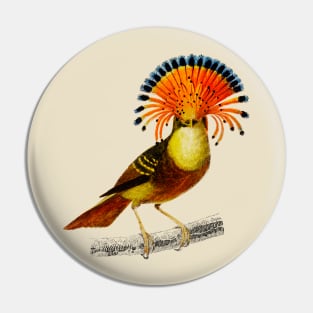 Vintage royal flycatcher bird - animalia Pin