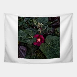 Early morning bloom Tapestry