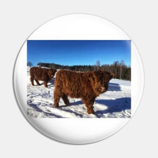 Scottish Highland Cattle Calves 1696 Pin