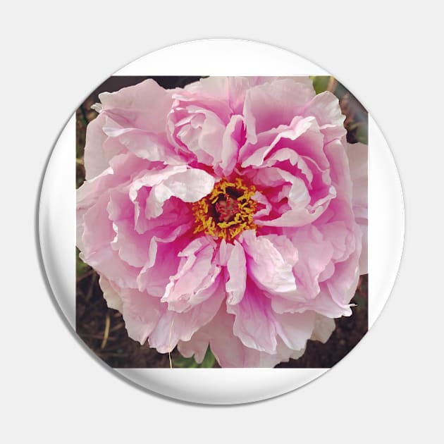 Carnation Pin by marisaj4488