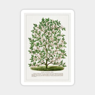 Hardy Magnolia tree lithograph (1900) Magnet