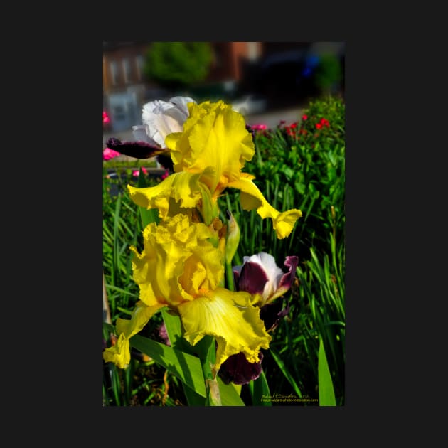 Yellow Iris by michaelasamples