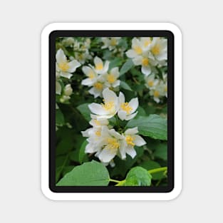 flower, white, beautiful, love, gift Magnet