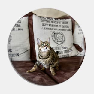 Savannah Cat 4 / Swiss Artwork Photography Pin