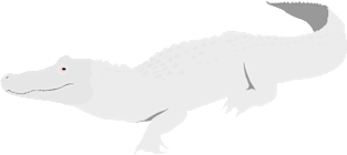 Albino Alligator Magnet