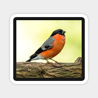 MALE BULLFINCH IN THE UK Magnet