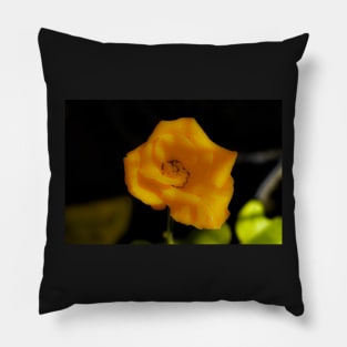 Yellow rose blossom Pillow