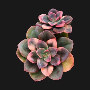 Sculentas Echeveria Croma T-Shirt