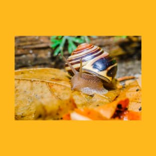 September Snail Photograph T-Shirt