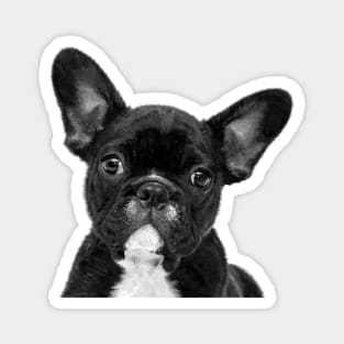 Black and White French Bulldog Magnet