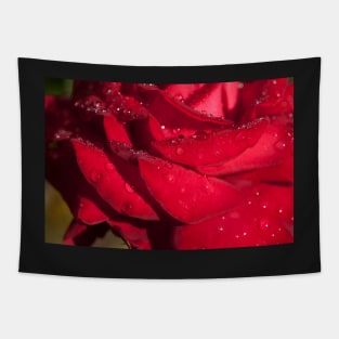 Red Hybrid Tea, Rose, Dewdrops, Flower Tapestry