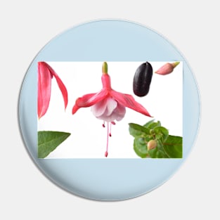 Fuchsia  Flower leaves bud and fruit Pin